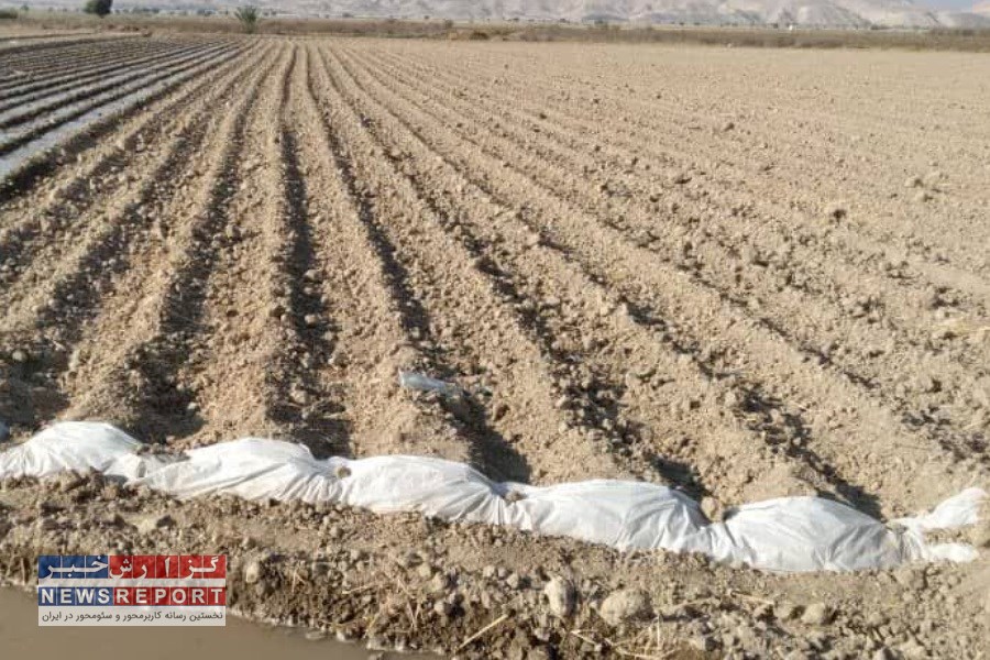 بیش از 8000 هکتار گندم تاکنون در شهرستان خنج کشت شد