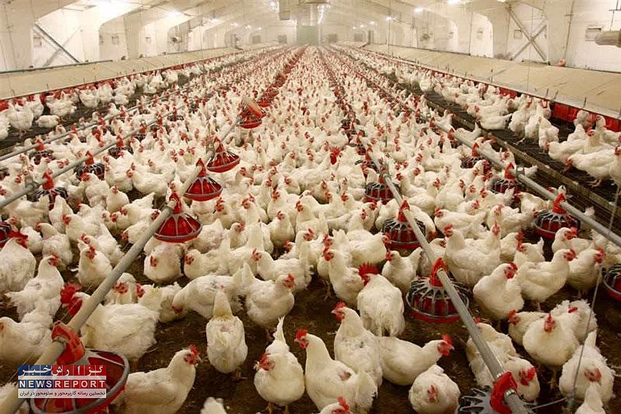 پیش بینی عرضه یک ونیم  میلیون کیلوگرم گوشت سفید در لامرد