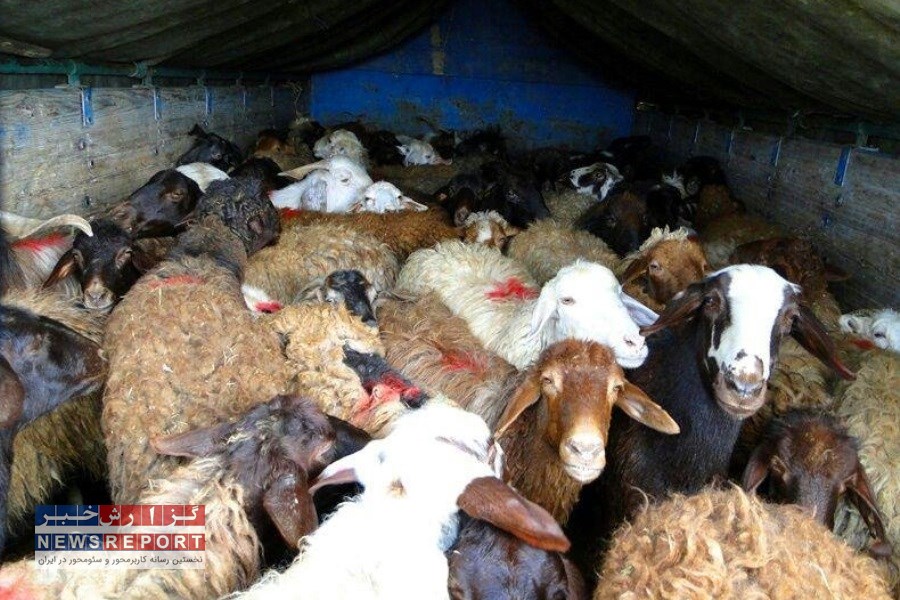 دستگیری باند قاچاقچیان احشام در لامرد