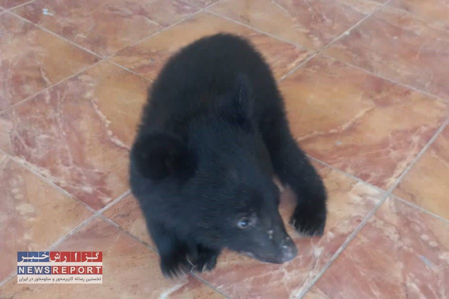 یک توله خرس سیاه و تعداد ۴۷۴ قطعه پرنده نابالغ مرغ مینا در شهرستان بختگان کشف و ضبط شد