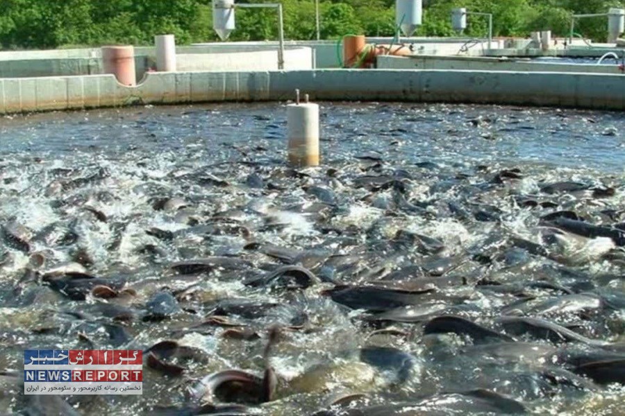 افزایش بهره وری آب با آبزی پروری در استخرهای کشاورزی