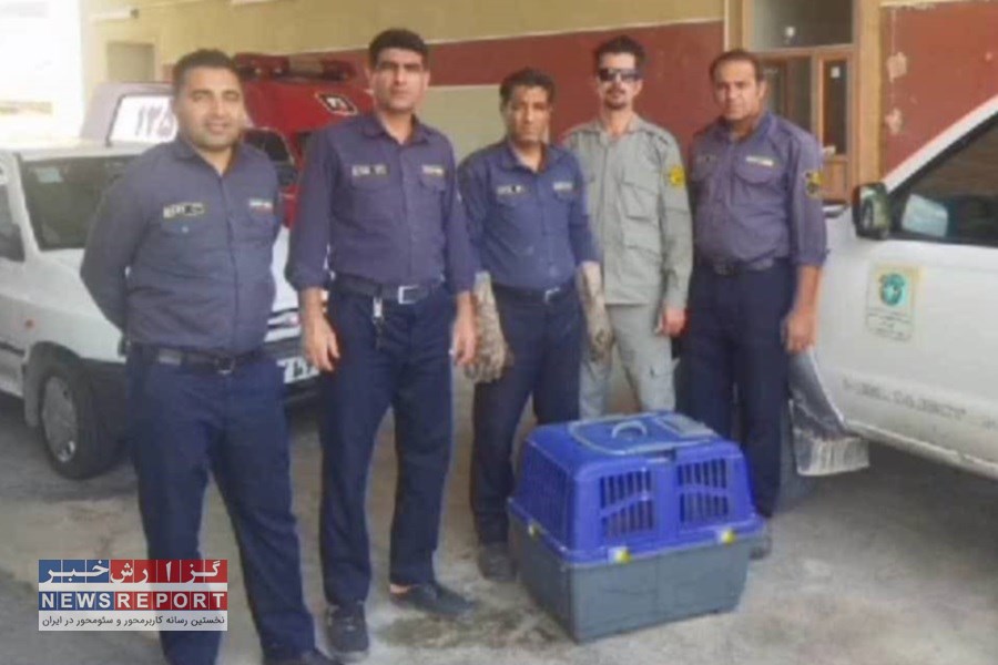 شغال گرفتار شده در استخر 15 متری توسط آتش نشانان و رهاسازی در طبیعت نجات بافت