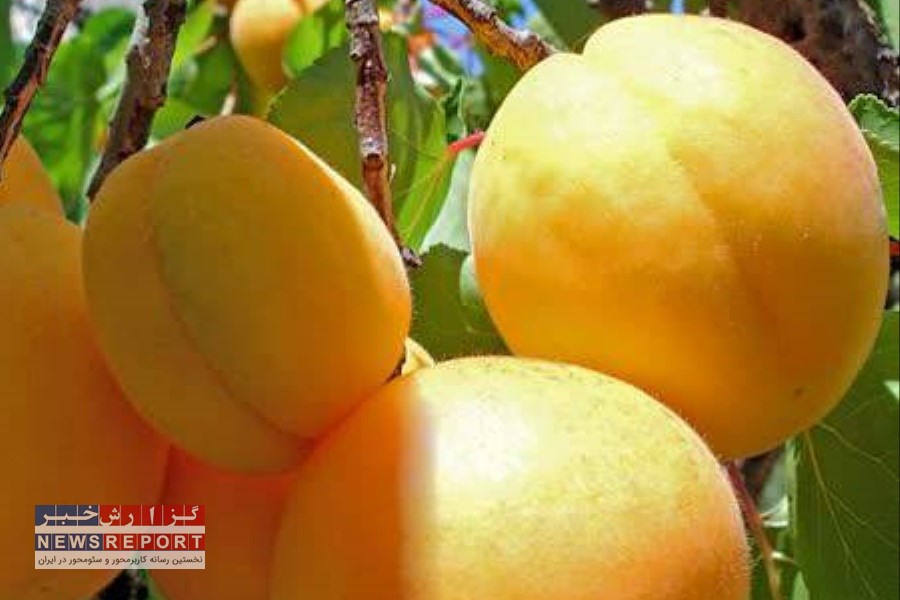 تولید زردآلو در بیضا 20 درصد نسیت به سال گذشته افزایش یافت