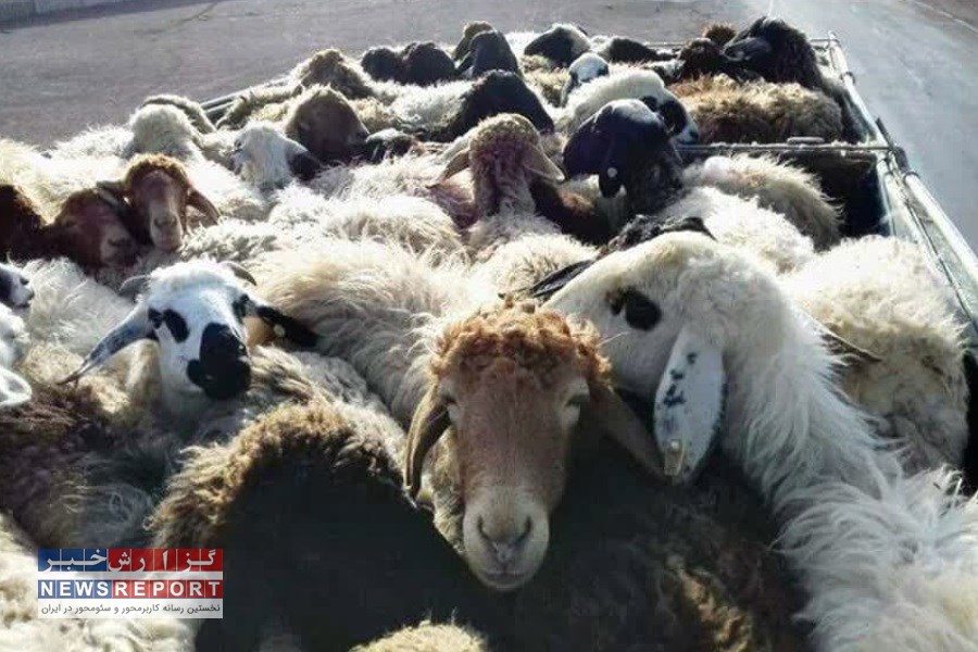 ناکام ماندن قاچاقچی ۹ راس احشام