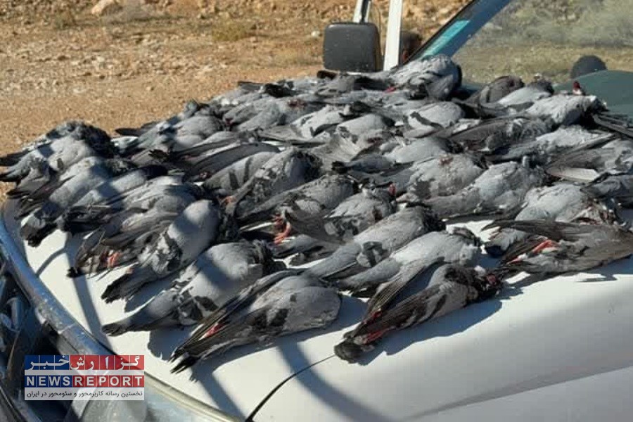 سلاح و لاشه پرندگان شکار شده در عرصه های محیط زیست شیراز کشف و ضبط شد