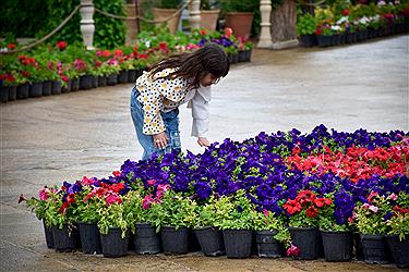 تصویر اردیبهشت شیراز